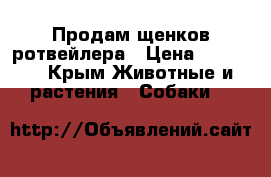 Продам щенков ротвейлера › Цена ­ 30 000 - Крым Животные и растения » Собаки   